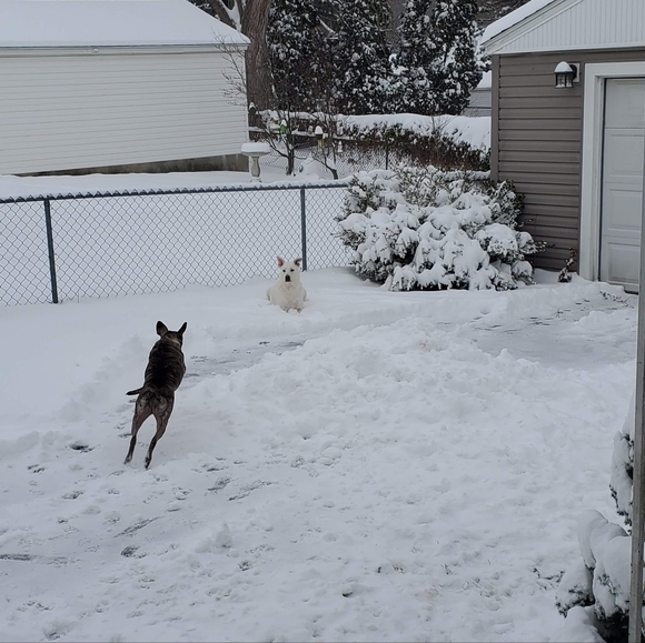 🐾my babies🐾 - Picture 8 of 11